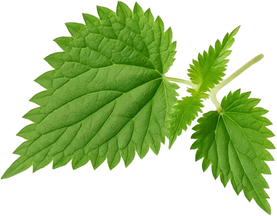 Brennnessel